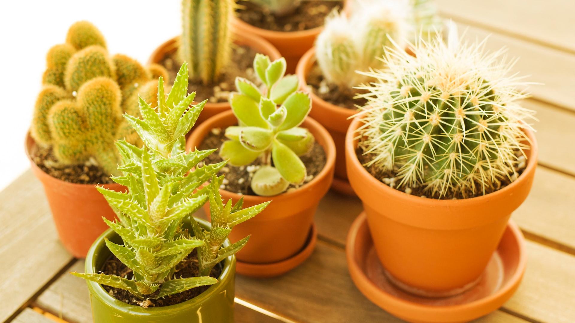 green cactus plant on brown clay pot